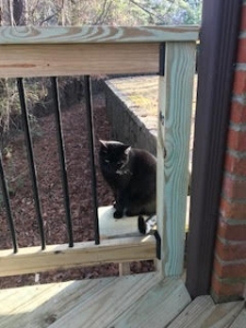 Echols cat photo