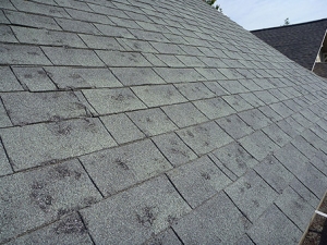 What hail damage on shingle roofing looks like